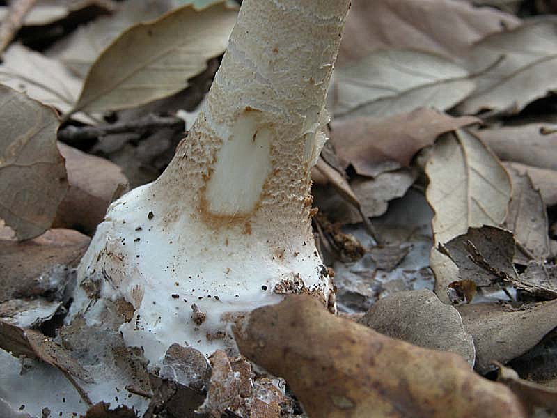 Questa volta una Macrolepiota